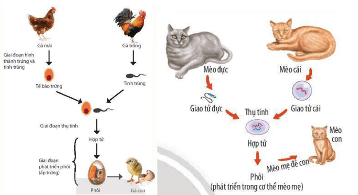 Vẽ sơ đồ quá trình sinh sản hữu tính thể hiện được bốn giai đoạn ở một loài động vật mà em biết