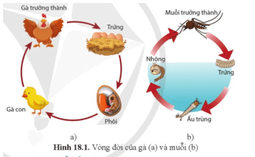 Dựa vào sơ đồ vòng đời của gà và muỗi (hình 18.1)