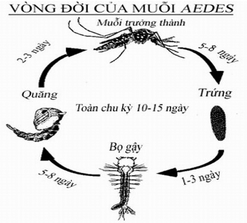 Trắc nghiệm Sinh học 11 Cánh diều Bài 15 (có đáp án): Khái quát về sinh trưởng và phát triển ở sinh vật