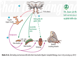 Quan sát Hình 21.8, hãy cho biết vai trò của các hormone trong sự phát triển của sâu bướm.