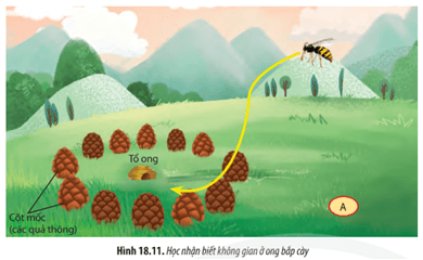 Quan sát Hình 18.11 hãy Cho biết ong bắp cày có thể nhận biết đường bay về tổ bằng cách nào