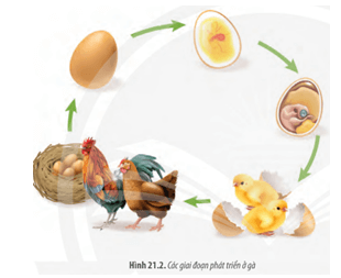 Quan sát Hình 21.2 và cho biết quá trình phát triển ở gà được chia thành những giai đoạn nào. 