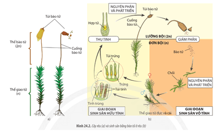 Quan sát Hình 24.2 hãy mô tả quá trình sinh sản bằng bào tử ở rêu