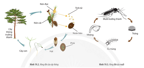 Quan sát các Hình 19.2 19.3 và mô tả vòng đời của cây thông và của muỗi