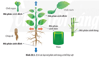 Quan sát các Hình 20.5, hãy cho biết vị trí và chức năng của các loại mô phân sinh trong cây