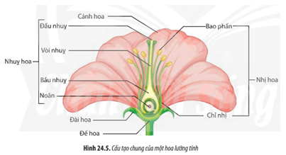 Quan sát Hình 24.5 và dựa vào kiến thức đã học hãy mô tả cấu tạo chung của hoa