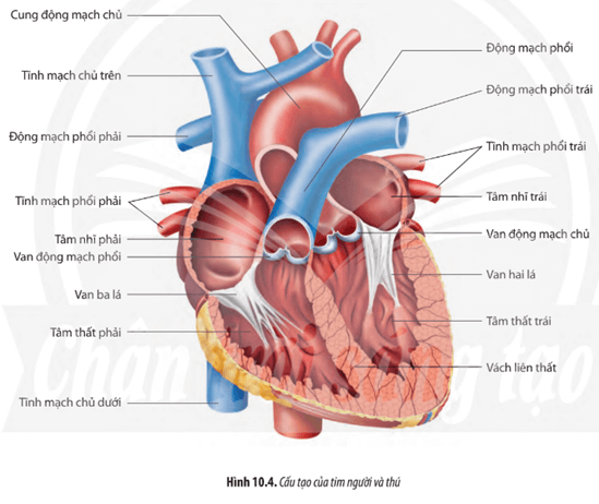 Dựa vào Hình 10.4, hãy trình bày cấu tạo của tim