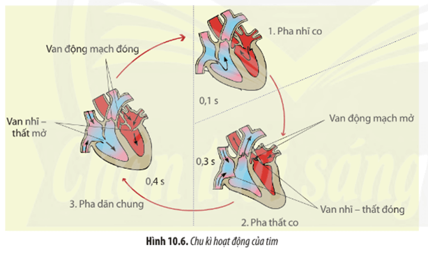Quan sát Hình 10.6, hãy cho biết trong một chu kì, hoạt động của tim