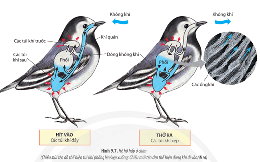 Quan sát Hình 9.7, hãy trình bày hình thức trao đổi khí ở chim