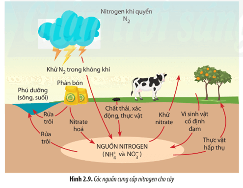 Quan sát Hình 2.9 và cho biết nguồn nitrogen cung cấp cho cây