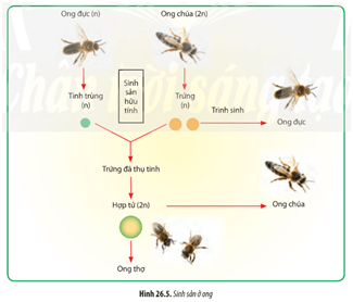 Quan sát Hình 26.5 hãy mô tả quá trình sinh sản ở ong