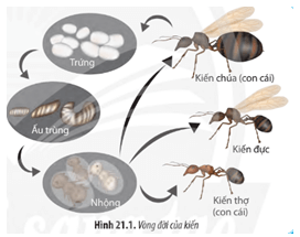 Trải qua các giai đoạn trong vòng đời, những con kiến có nhiều đặc điểm khác nhau