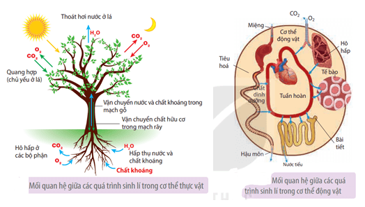 Hãy thiết kế inforgraphic để tóm tắt mối quan hệ giữa các cơ quan trong cơ thể thực vật và động vật