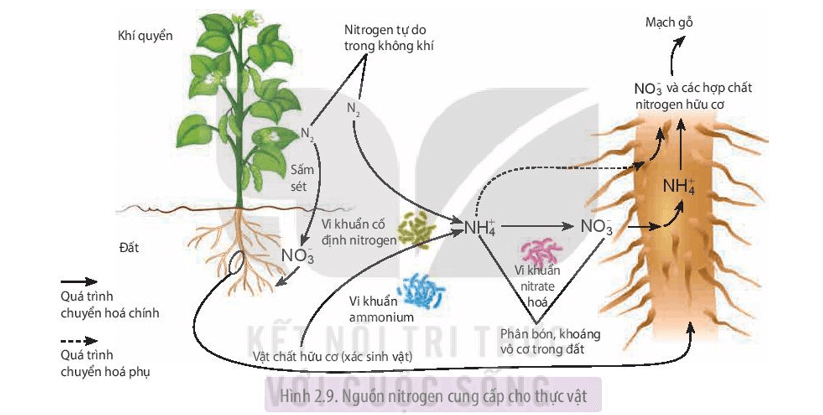 Dựa vào sơ đồ Hình 2.9 kể tên các nguồn cung cấp nitrogen cho cây 