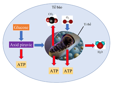 Lý thuyết Sinh 11 Kết nối tri thức Bài 1: Khái quát về trao đổi chất và chuyển hóa năng lượng