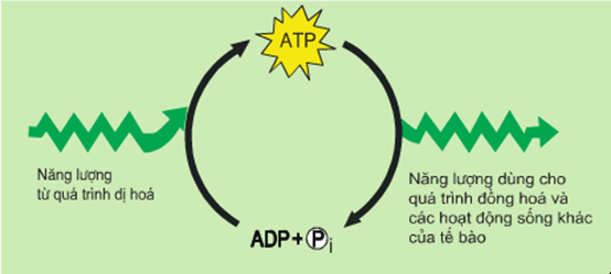 Lý thuyết Sinh 11 Kết nối tri thức Bài 1: Khái quát về trao đổi chất và chuyển hóa năng lượng
