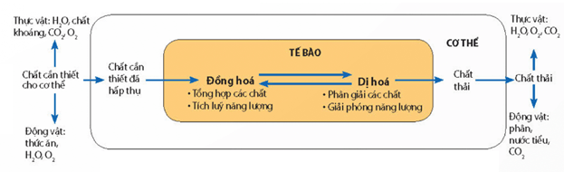 Lý thuyết Sinh 11 Kết nối tri thức Bài 1: Khái quát về trao đổi chất và chuyển hóa năng lượng