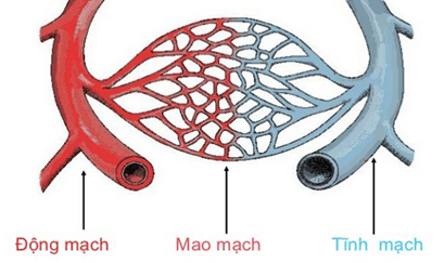 Lý thuyết Sinh 11 Kết nối tri thức Bài 10: Tuần hoàn ở động vật