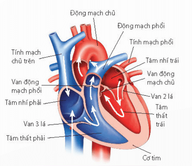 Lý thuyết Sinh 11 Kết nối tri thức Bài 10: Tuần hoàn ở động vật