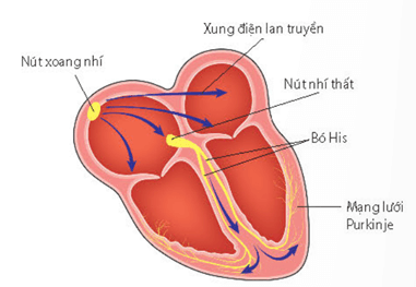 Lý thuyết Sinh 11 Kết nối tri thức Bài 10: Tuần hoàn ở động vật