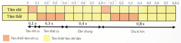Lý thuyết Sinh 11 Kết nối tri thức Bài 10: Tuần hoàn ở động vật