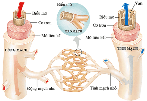 Lý thuyết Sinh 11 Kết nối tri thức Bài 10: Tuần hoàn ở động vật