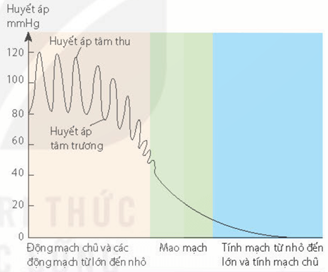 Lý thuyết Sinh 11 Kết nối tri thức Bài 10: Tuần hoàn ở động vật
