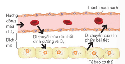Lý thuyết Sinh 11 Kết nối tri thức Bài 10: Tuần hoàn ở động vật