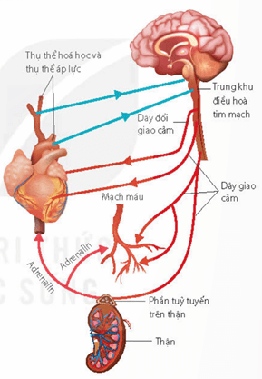 Lý thuyết Sinh 11 Kết nối tri thức Bài 10: Tuần hoàn ở động vật