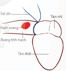 Lý thuyết Sinh 11 Kết nối tri thức Bài 11: Thực hành: Một số thí nghiệm về tuần hoàn