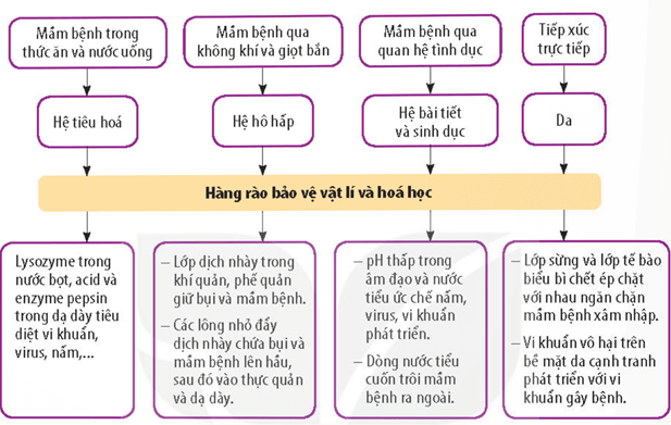Lý thuyết Sinh 11 Kết nối tri thức Bài 12: Miễn dịch ở người và động vật
