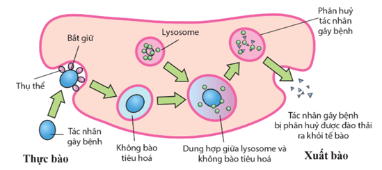 Lý thuyết Sinh 11 Kết nối tri thức Bài 12: Miễn dịch ở người và động vật