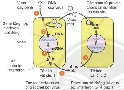 Lý thuyết Sinh 11 Kết nối tri thức Bài 12: Miễn dịch ở người và động vật