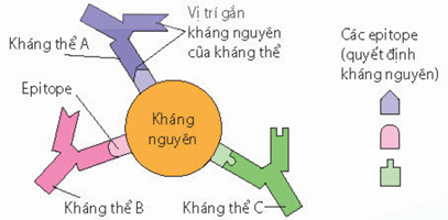 Lý thuyết Sinh 11 Kết nối tri thức Bài 12: Miễn dịch ở người và động vật