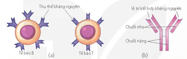 Lý thuyết Sinh 11 Kết nối tri thức Bài 12: Miễn dịch ở người và động vật