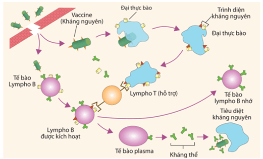 Lý thuyết Sinh 11 Kết nối tri thức Bài 12: Miễn dịch ở người và động vật