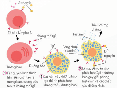 Lý thuyết Sinh 11 Kết nối tri thức Bài 12: Miễn dịch ở người và động vật