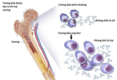Lý thuyết Sinh 11 Kết nối tri thức Bài 12: Miễn dịch ở người và động vật