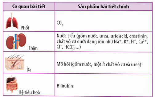 Lý thuyết Sinh 11 Kết nối tri thức Bài 13: Bài tiết và cân bằng nội môi