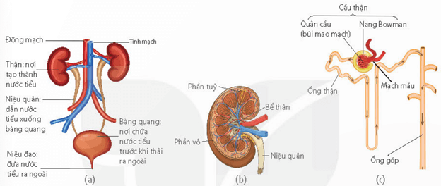Lý thuyết Sinh 11 Kết nối tri thức Bài 13: Bài tiết và cân bằng nội môi