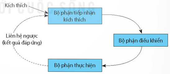 Lý thuyết Sinh 11 Kết nối tri thức Bài 13: Bài tiết và cân bằng nội môi