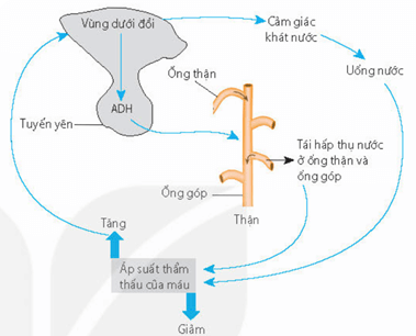 Lý thuyết Sinh 11 Kết nối tri thức Bài 13: Bài tiết và cân bằng nội môi