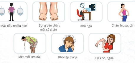 Lý thuyết Sinh 11 Kết nối tri thức Bài 13: Bài tiết và cân bằng nội môi