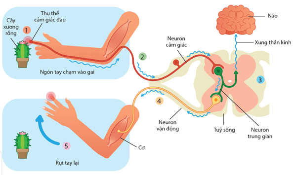 Lý thuyết Sinh 11 Kết nối tri thức Bài 14: Khái quát về cảm ứng ở sinh vật
