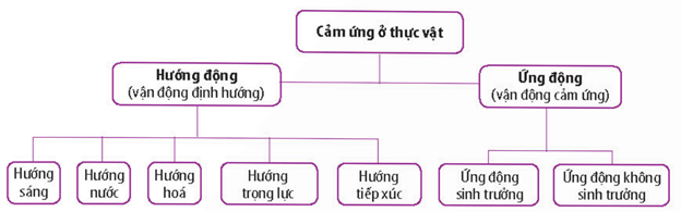 Lý thuyết Sinh 11 Kết nối tri thức Bài 15: Cảm ứng ở thực vật