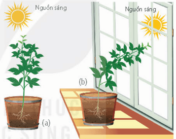 Lý thuyết Sinh 11 Kết nối tri thức Bài 15: Cảm ứng ở thực vật