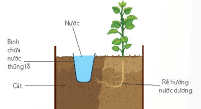 Lý thuyết Sinh 11 Kết nối tri thức Bài 15: Cảm ứng ở thực vật