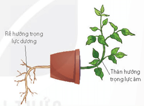 Lý thuyết Sinh 11 Kết nối tri thức Bài 15: Cảm ứng ở thực vật
