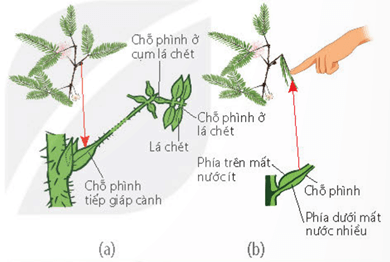 Lý thuyết Sinh 11 Kết nối tri thức Bài 15: Cảm ứng ở thực vật
