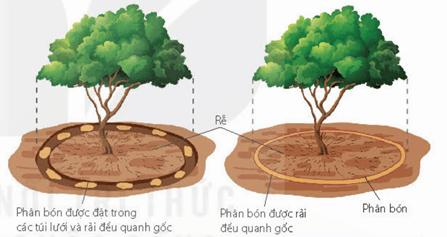 Lý thuyết Sinh 11 Kết nối tri thức Bài 15: Cảm ứng ở thực vật